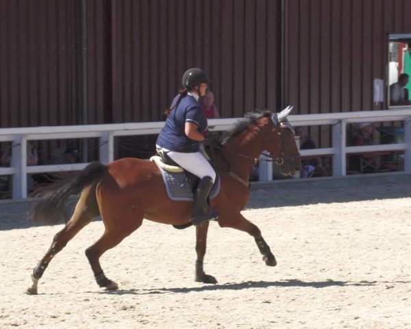 Reitturnier Gundelfingen 2022