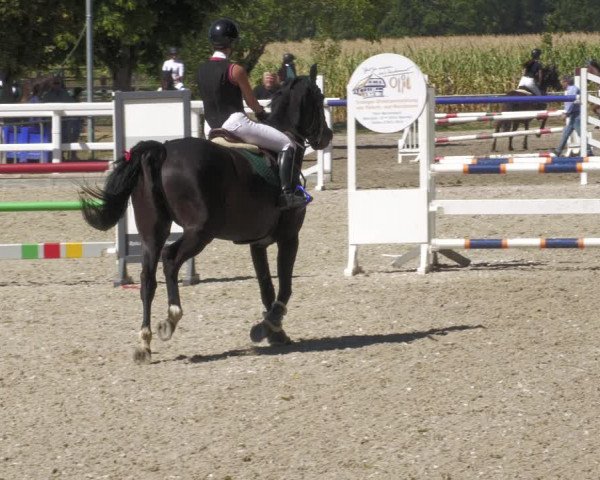 Reitturnier Gundelfingen 2022