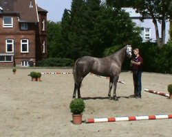Zuchtstute Hermes Royalle (Holsteiner, 2008, von Hermes d'Authieux AA)