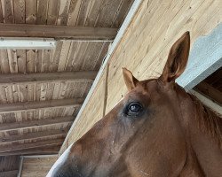jumper Kees Mees (KWPN (Royal Dutch Sporthorse), 2015, from Vigo d'Arsouilles)