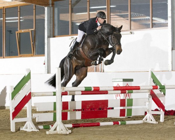 stallion Monte Cain (Westphalian, 2008, from Montender)