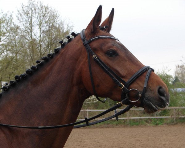 dressage horse Sommermärchen (Hanoverian, 2005, from Sandro Hit) dressage horse Sommermärchen (Hanoverian, 2005, from Sandro Hit)