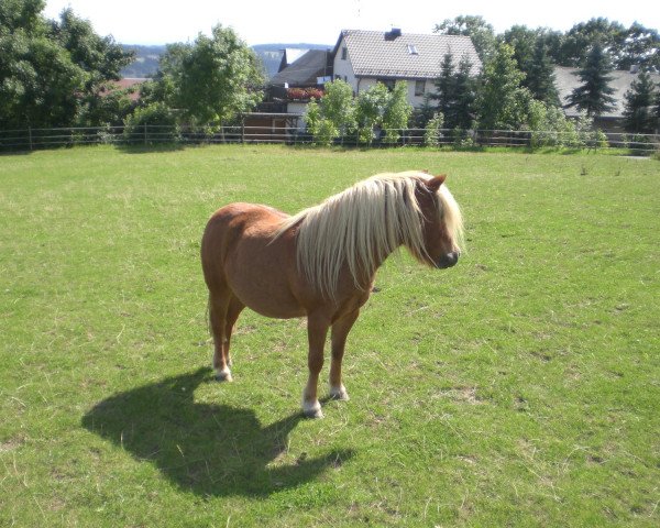 Pferd Joschi (Shetland Pony, 1996, von Jaro)