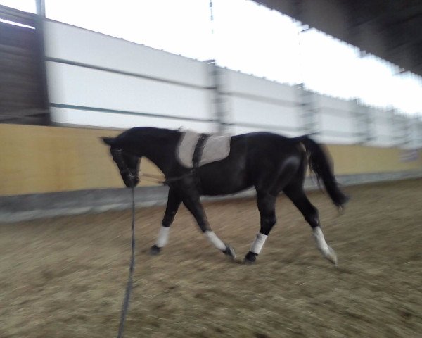 Pferd Argos (Tschechisches Warmblut, 2003, von Aktiv) Pferd Argos (Tschechisches Warmblut, 2003, von Aktiv)