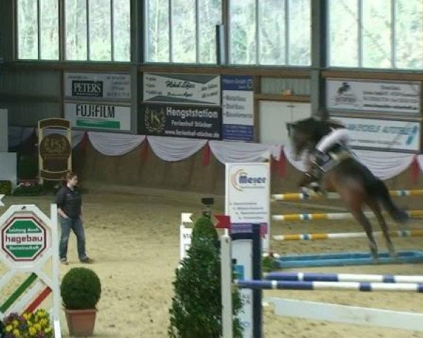 Springpferd Prada 10 (Rheinländer, 2004, von Prado)