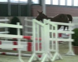 jumper Lenox (Oldenburg, 2009, from Landsieger I)