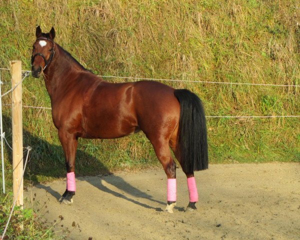 dressage horse Que Dana (Oldenburg show jumper, 2005, from Da Lisco)
