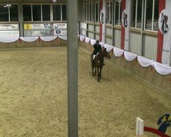 Zuchtstute Quinta Z (Rheinländer, 2006, von Quidam's Rubin)