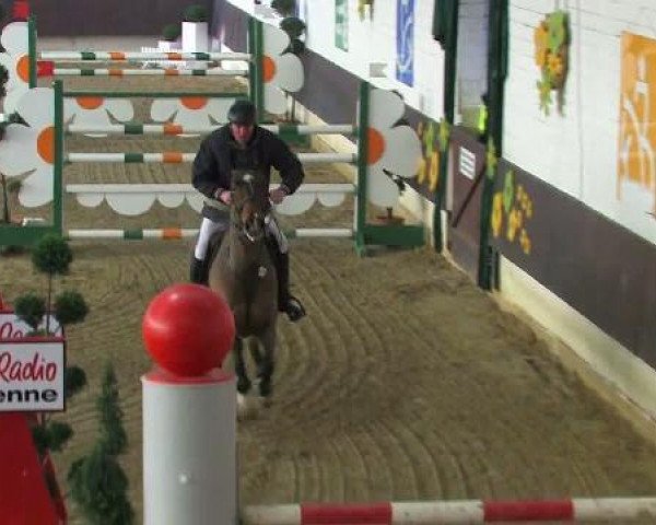 Springpferd Leporello 50 (Holsteiner, 2002, von Lancer II)