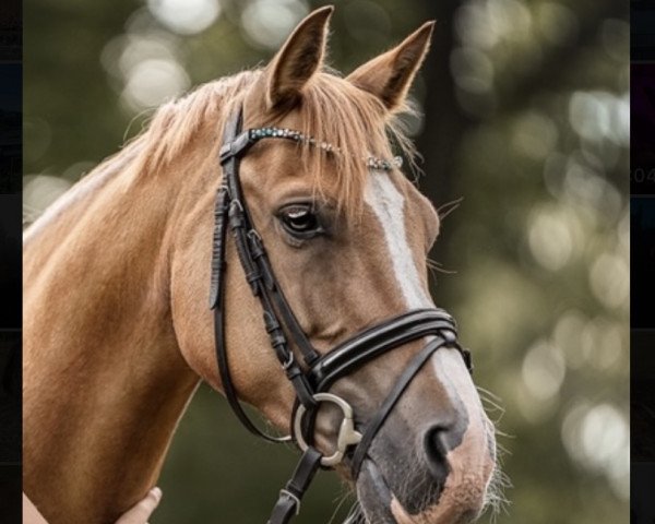 Dressurpferd Kwd Duke (Deutsches Reitpony, 2012, von Dimension AT NRW)