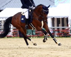 jumper Chantal Z 3 (Zangersheide riding horse, 2018, from Chapeau TN)