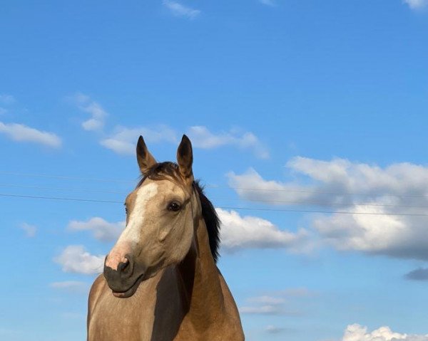 broodmare Catniss (German Riding Pony, 2020, from FS Champion de Luxe) broodmare Catniss (German Riding Pony, 2020, from FS Champion de Luxe)