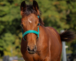 Pferd Bella Luna Princess (Westfale, 2021, von Balous Bellini)