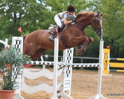 jumper Ascendo 2 (Holsteiner, 1997, from Acord II)