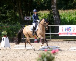 dressage horse Ninjago 5 (Westphalian, 2015, from Navignon)