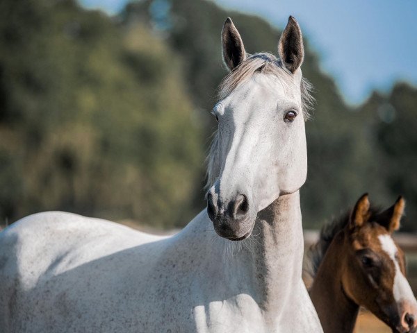 broodmare Corona (Holsteiner, 2010, from Clarimo Ask)