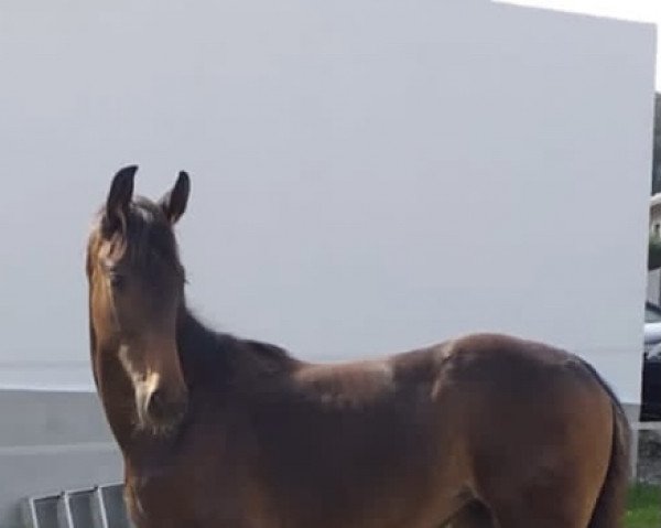 broodmare Ciara (Hanoverian, 2021, from Confess Color)