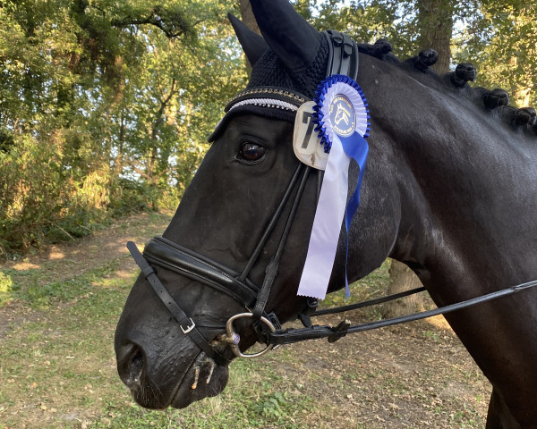 dressage horse Rascalina 3 (Hanoverian, 2007, from Rascalino)