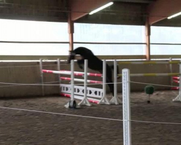 horse Contessa (Holsteiner, 2009, from Cristo)