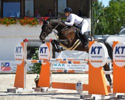 stallion Dialetto 2 (Oldenburg show jumper, 2011, from Diarado)