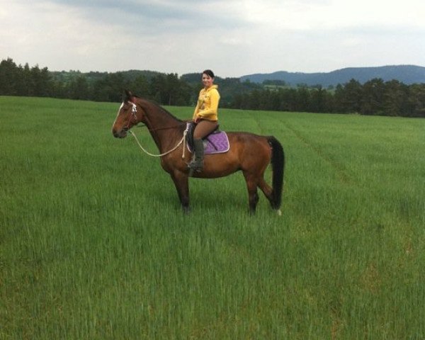 horse Löwin M (Bavarian, 1993, from Libero)