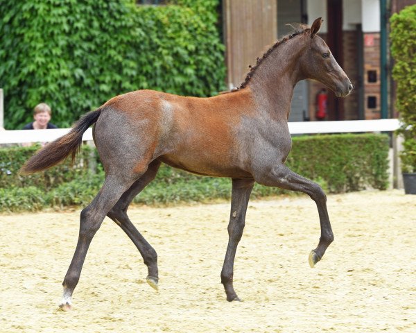 horse Stute von By your Side / Askanier (Westphalian, 2022, from By your Side 3)