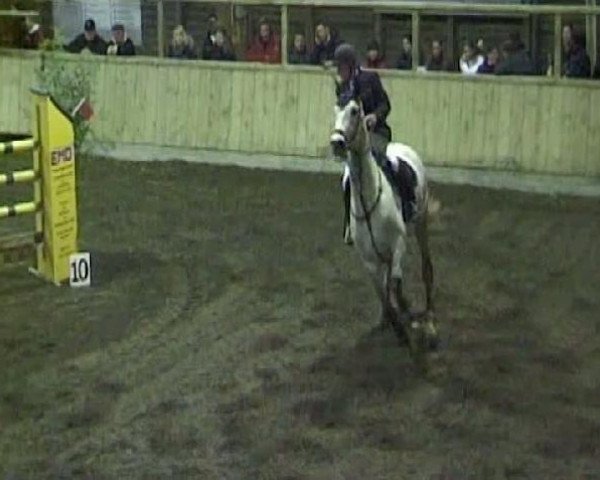 jumper Baldini 4 (Holsteiner, 1999, from Baldini I)