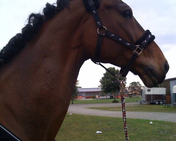jumper Why so shy (Hanoverian, 1997, from Wanderkönig)
