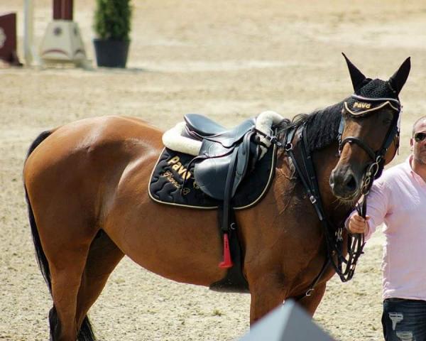 Avlshoppe Gianna B (Oldenburger Springhest, 2003, fra Balou du Rouet)