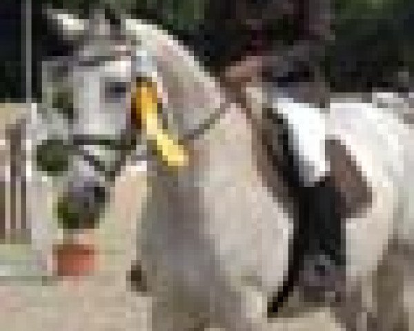 broodmare Palmina (Oldenburg, 1998, from Corradino)