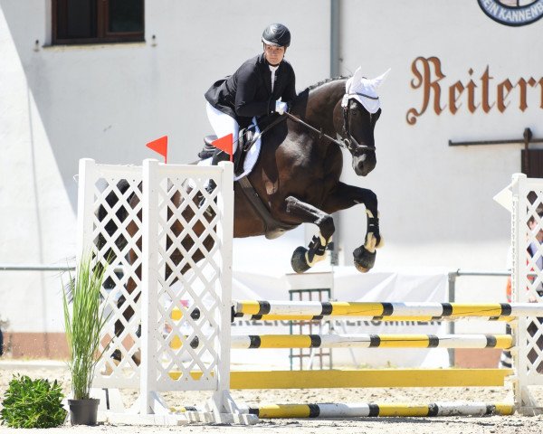 horse He´s Special (KWPN (Royal Dutch Sporthorse),  , from I'm Special de Muze)