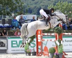 jumper Darya 7 (Holsteiner, 2011, from Numero Uno)