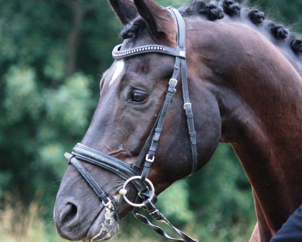 jumper Hero of the Dark DA (Hanoverian, 2005, from Hochadel)