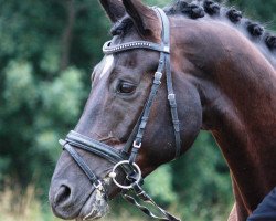 jumper Hero of the Dark DA (Hanoverian, 2005, from Hochadel)