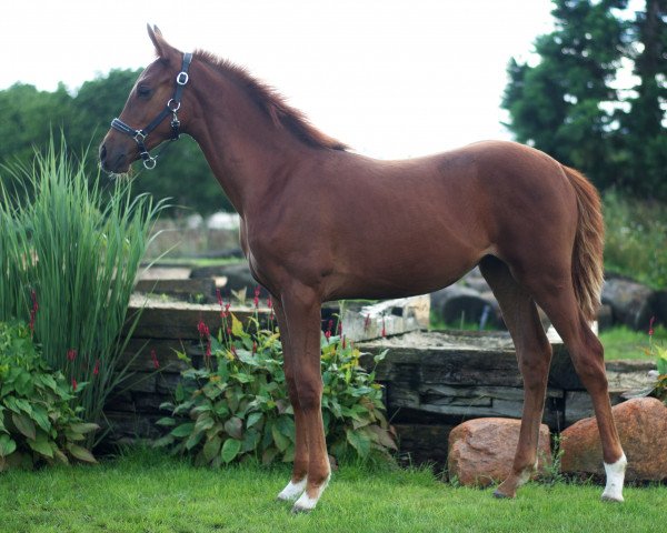 horse Surprise Surprise KJ (German Riding Pony, 2022, from Karat)