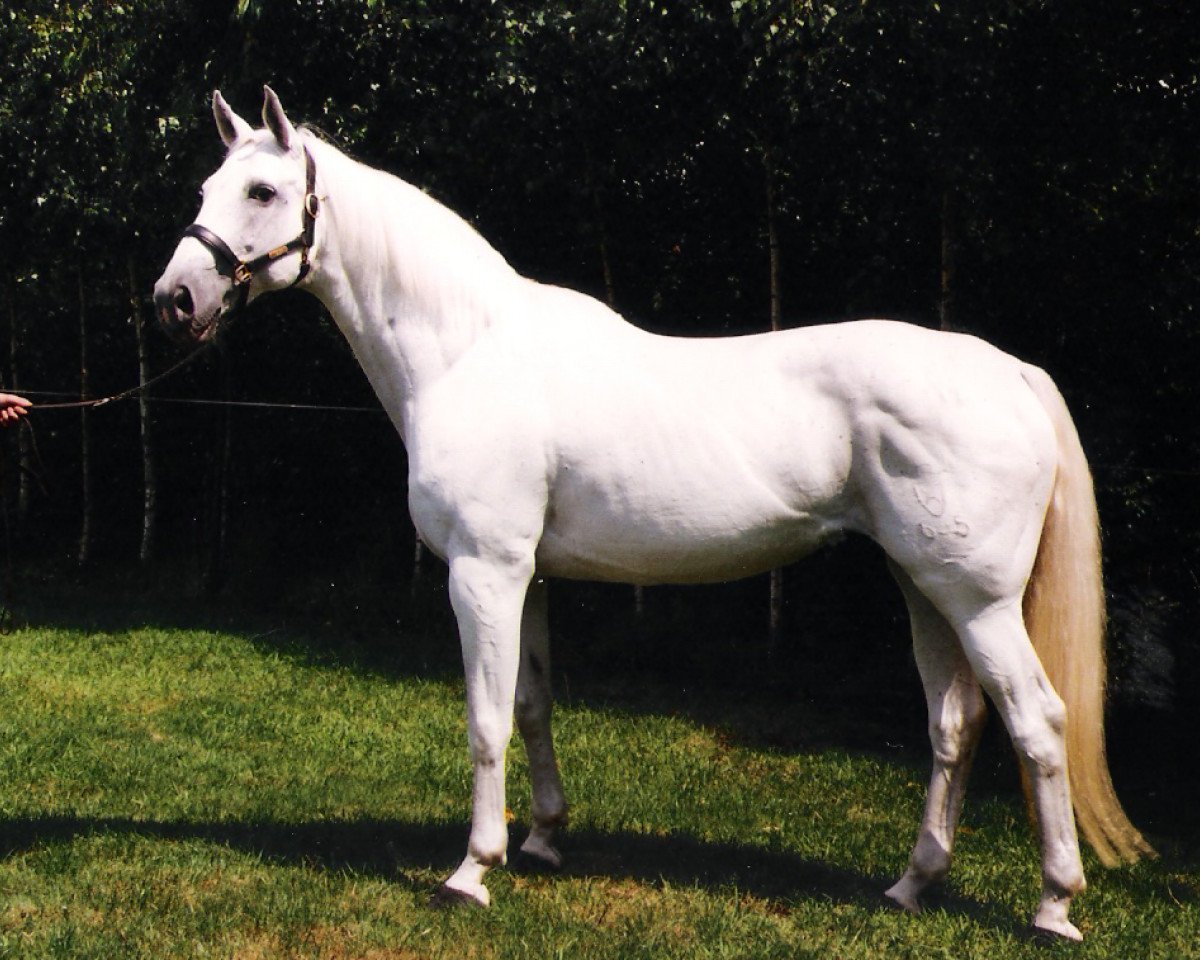 Zuchtstute Laster (Holsteiner, 1982, von Lagos)