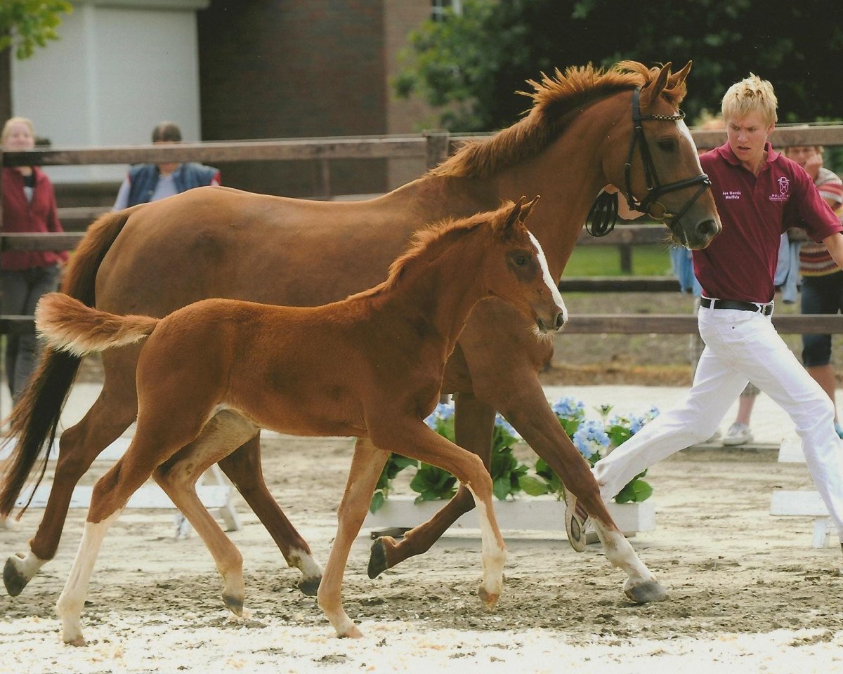 horse Channa (Holsteiner, 2010, from C-Trenton Z)