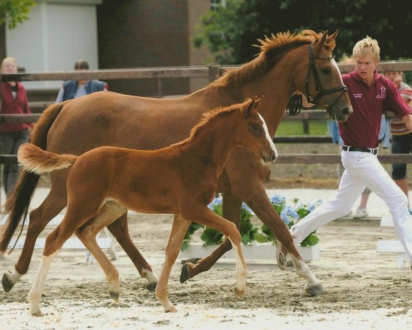 horse Channa (Holsteiner, 2010, from C-Trenton Z)