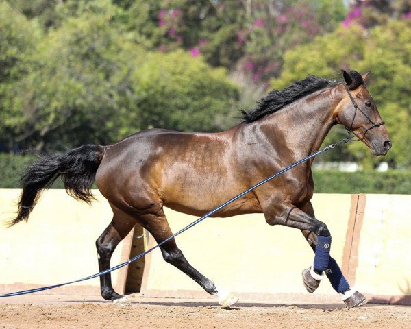 jumper Katanga V/h Dingeshof (Belgian Warmblood, 2010, from VDL Cardento 933)