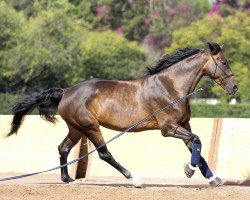 Springpferd Katanga V/h Dingeshof (Belgisches Warmblut, 2010, von VDL Cardento 933)