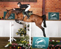 broodmare Dollar Girl 39 (Zangersheide riding horse, 2007, from Dollar de la Pierre)