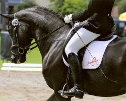 dressage horse Finesse F (Württemberger, 2006, from Florubin)