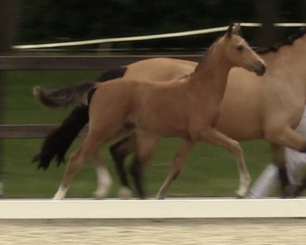 horse Hengst von FS Next Diamond / Sea Bird Fast (German Riding Pony, 2022, from FS Next Diamond)