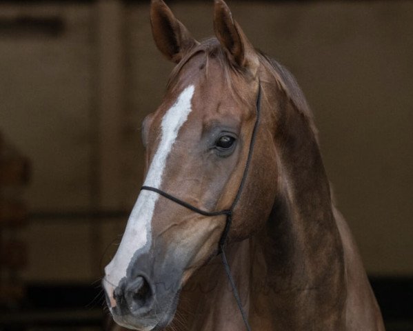 horse Unox (Westphalian, 2010, from Unhold xx)