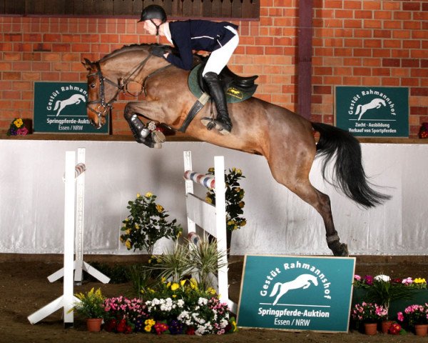 Springpferd Cassidy (Holsteiner, 2007, von Cassini I)