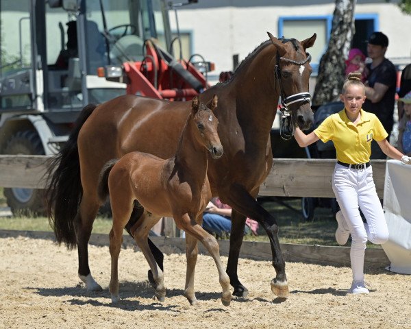 stallion Marty McFly (German Sport Horse, 2022, from Majestic Taonga)