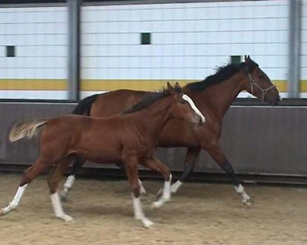 horse Dyke (Holsteiner, 2011, from Zirocco Blue)
