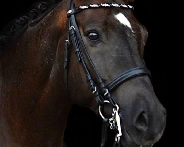 Dressurpferd Fulvio 2 (Oldenburger, 2009, von Fidertanz)