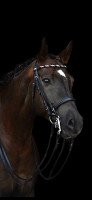 dressage horse Fulvio 2 (Oldenburg, 2009, from Fidertanz)