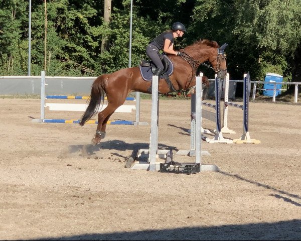 jumper Bolady (Swedish Warmblood, 2006, from Ultimo)